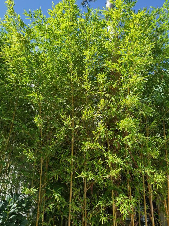 Pine And Lime Apartments بولا المظهر الخارجي الصورة